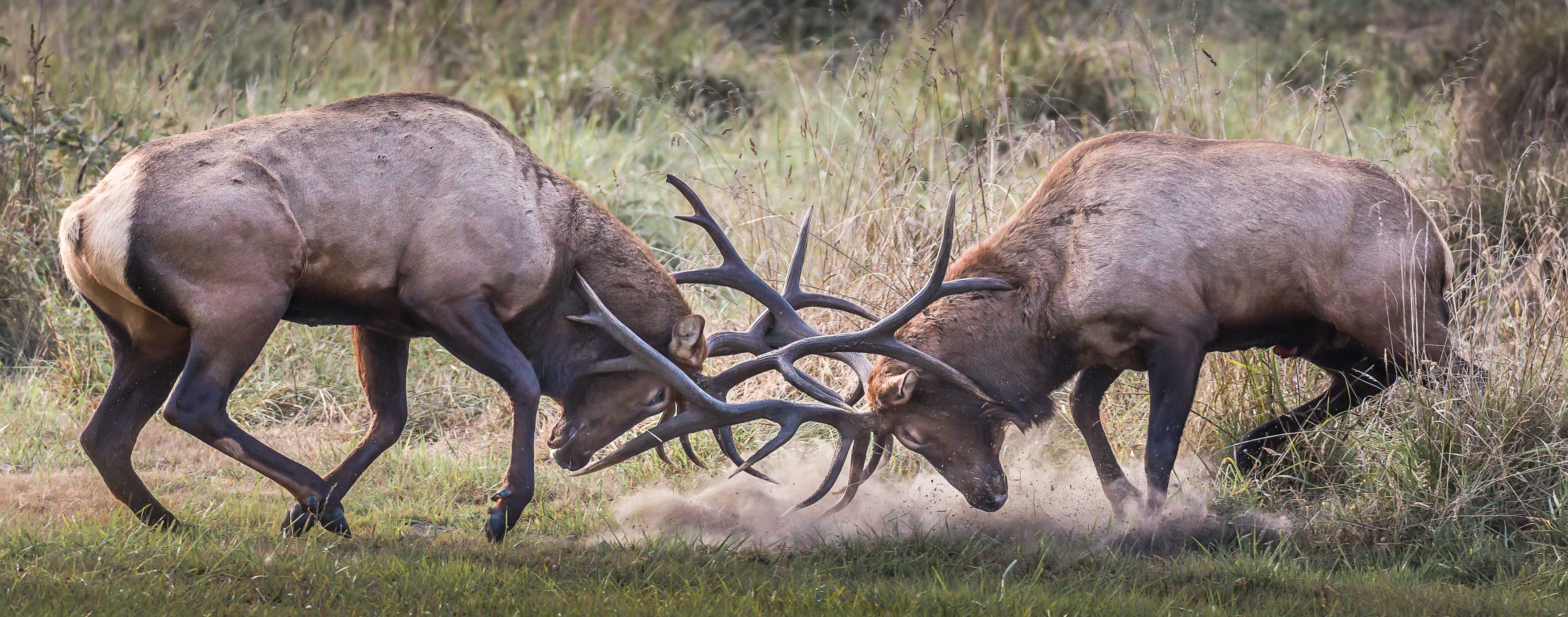 Roosevelt Elk Harem Challenge by Polly Krauter (Group 52)